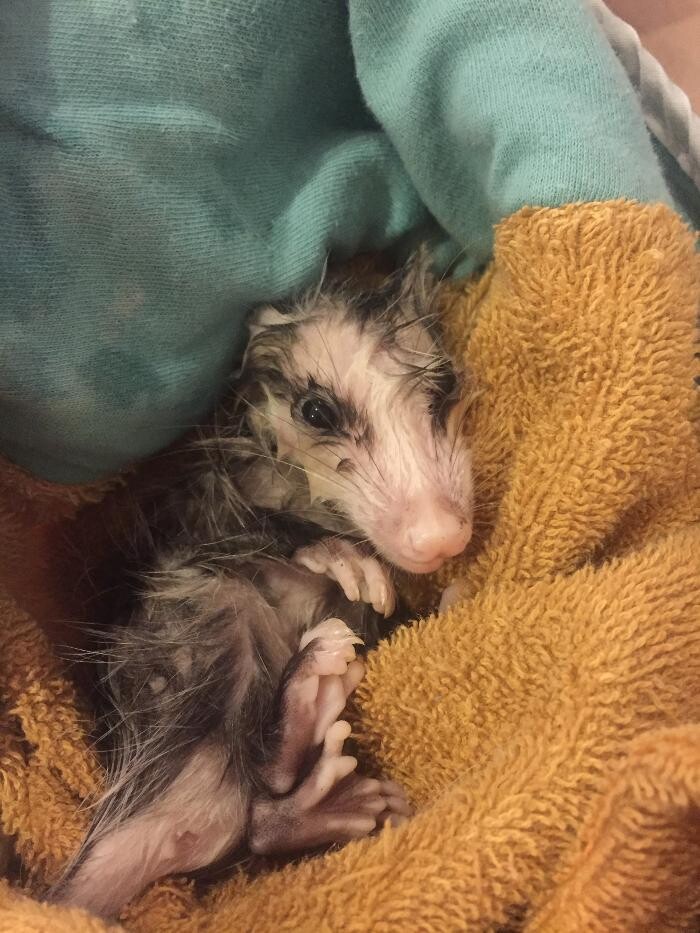 Images Trutech Wildlife Service