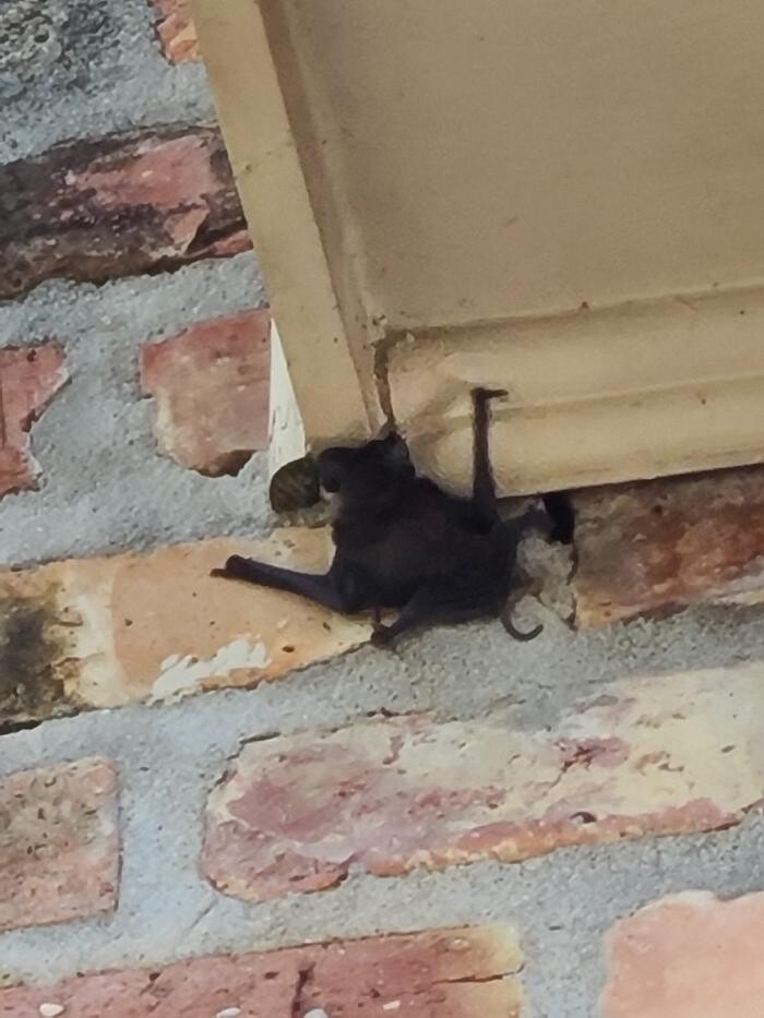 Images Trutech Wildlife Service