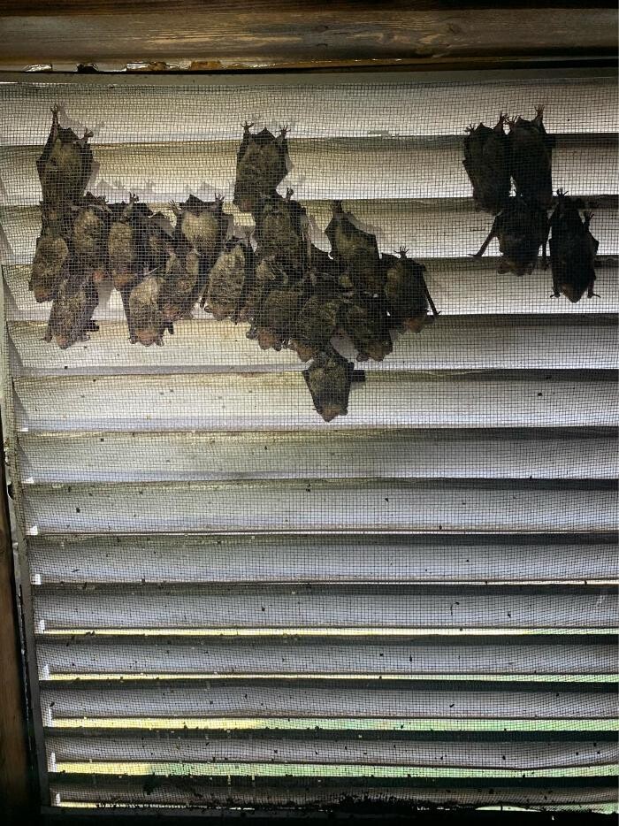 Images Trutech Wildlife Service