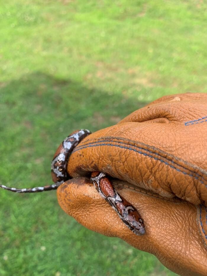 Images Trutech Wildlife Service