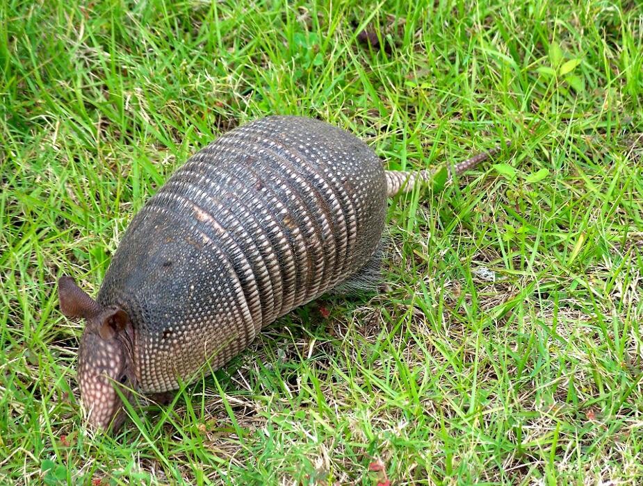 Images Trutech Wildlife Service