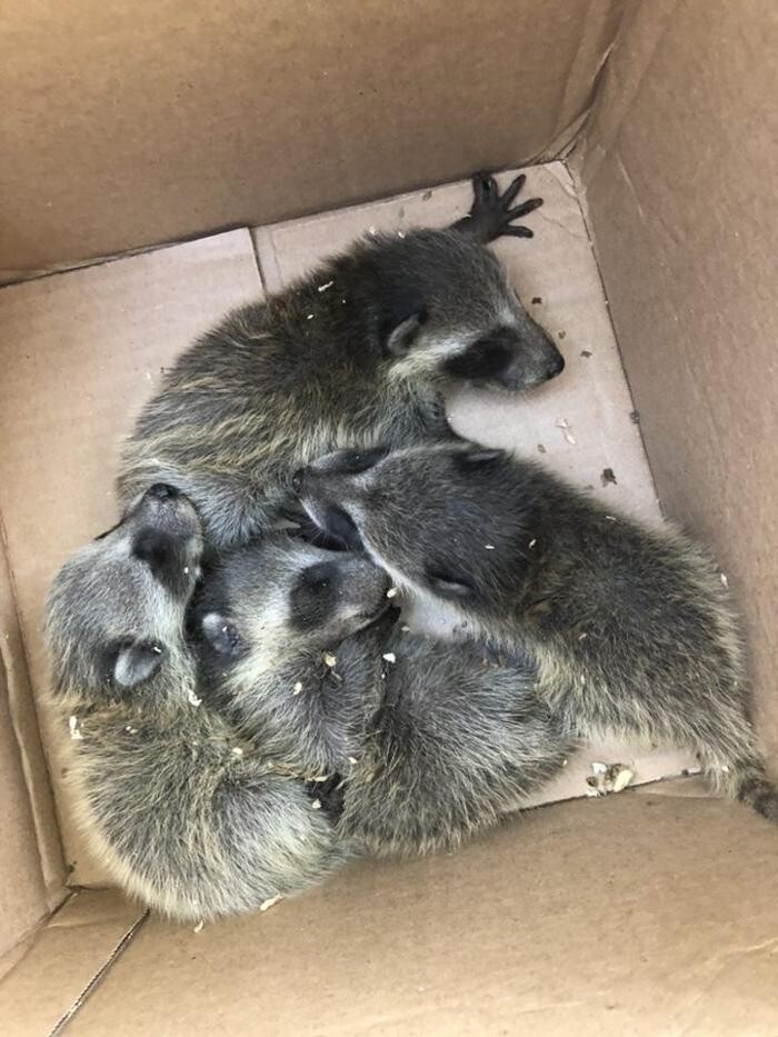 Images Trutech Wildlife Service