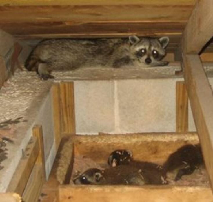 Images Trutech Wildlife Service