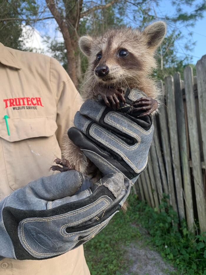 Images Trutech Wildlife Service