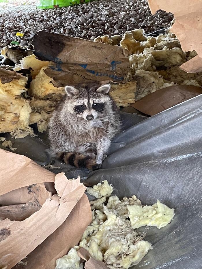 Images Trutech Wildlife Service