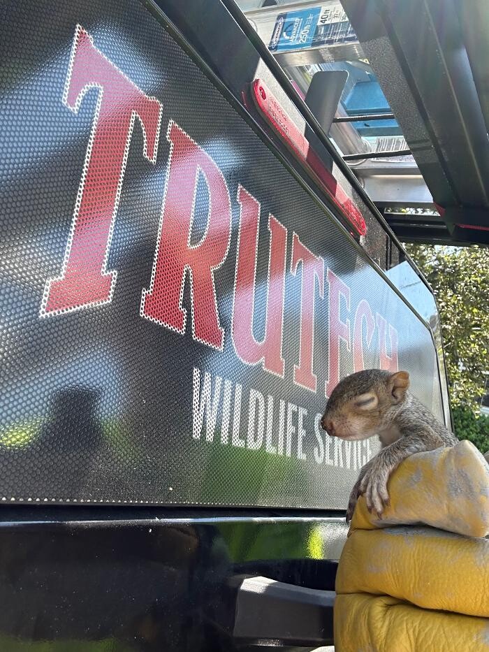 Images Trutech Wildlife Service