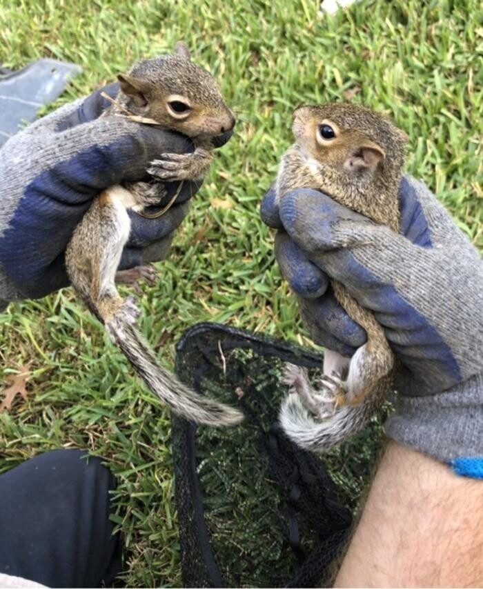 Images Trutech Wildlife Service