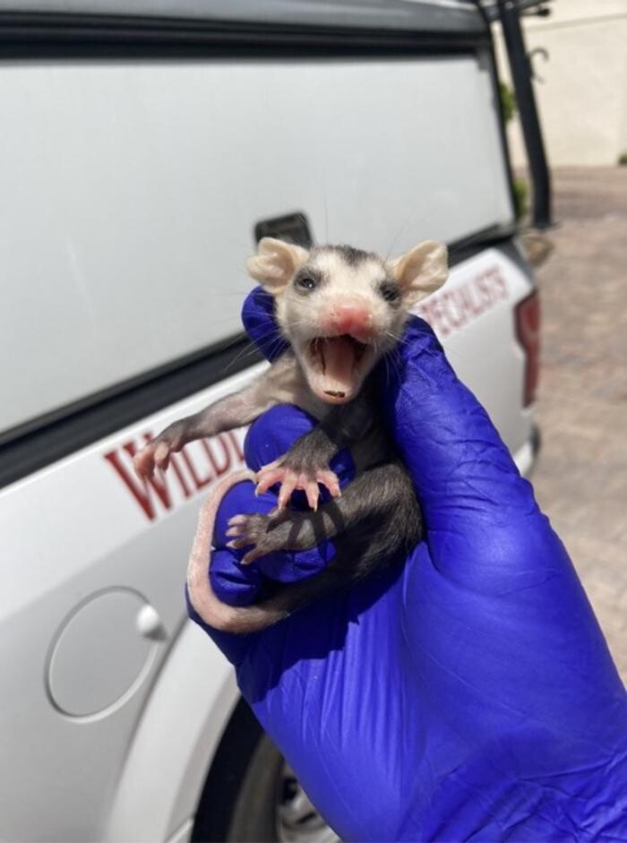 Images Trutech Wildlife Service