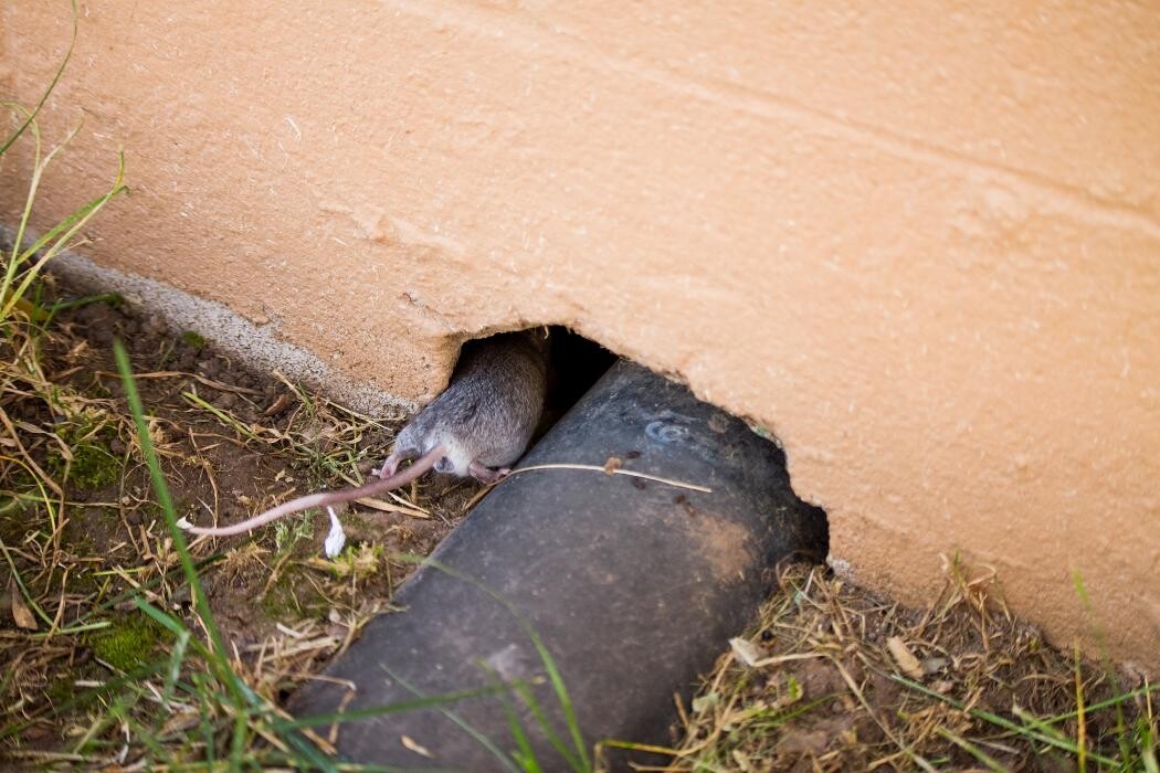 Images Critter Control