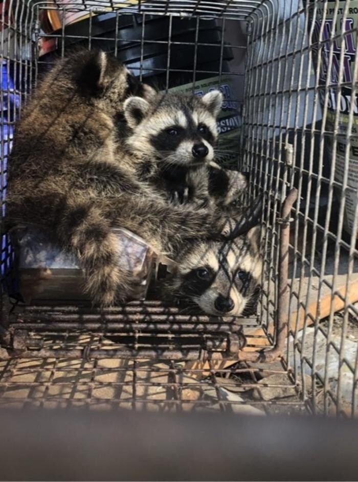 Images Trutech Wildlife Service