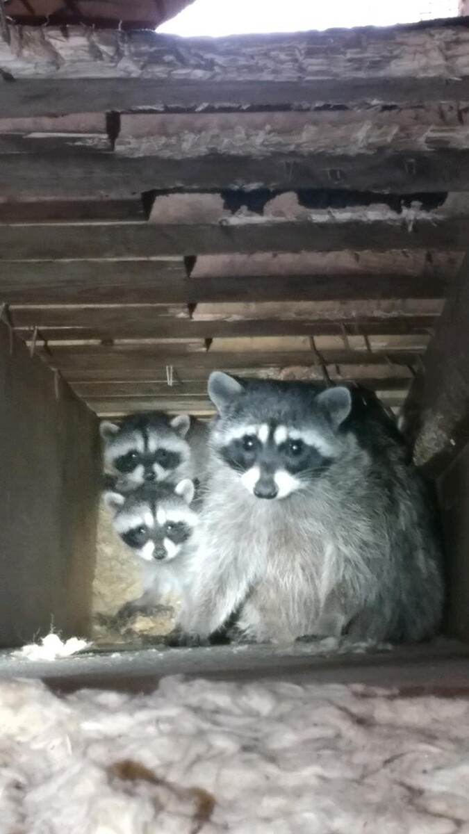 Images Trutech Wildlife Service