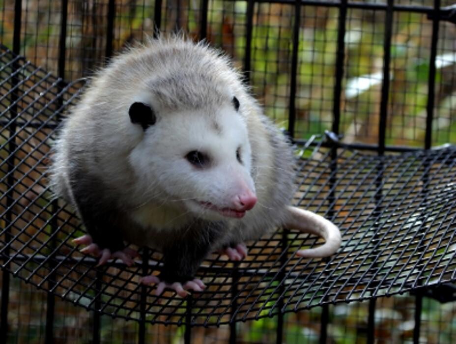 Images Trutech Wildlife Service