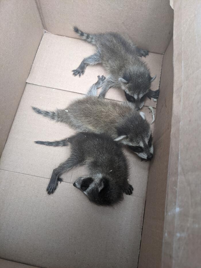 Images Trutech Wildlife Service