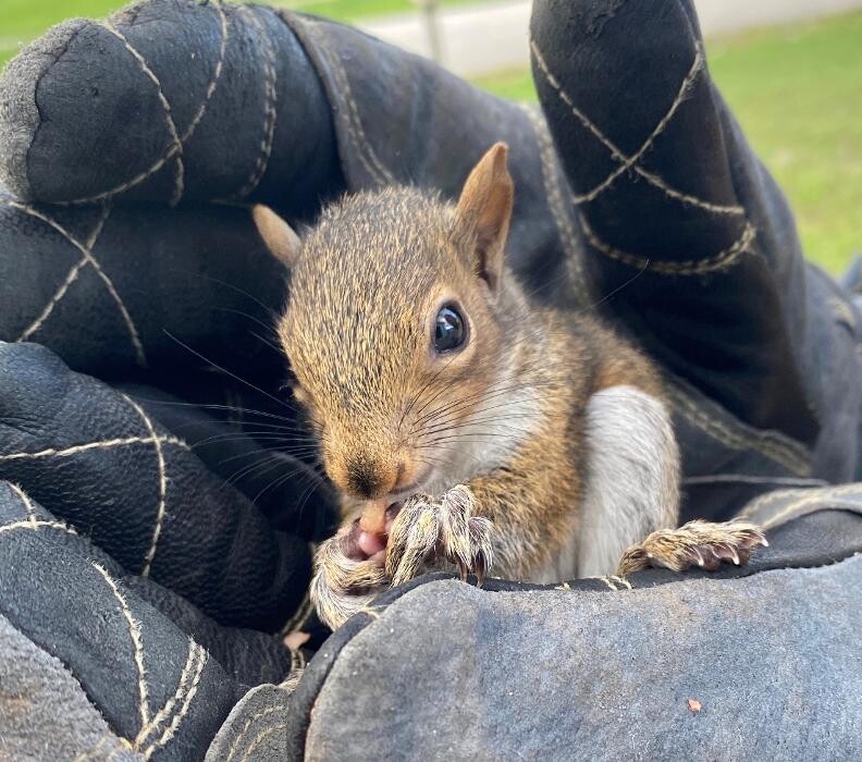 Images Trutech Wildlife Service