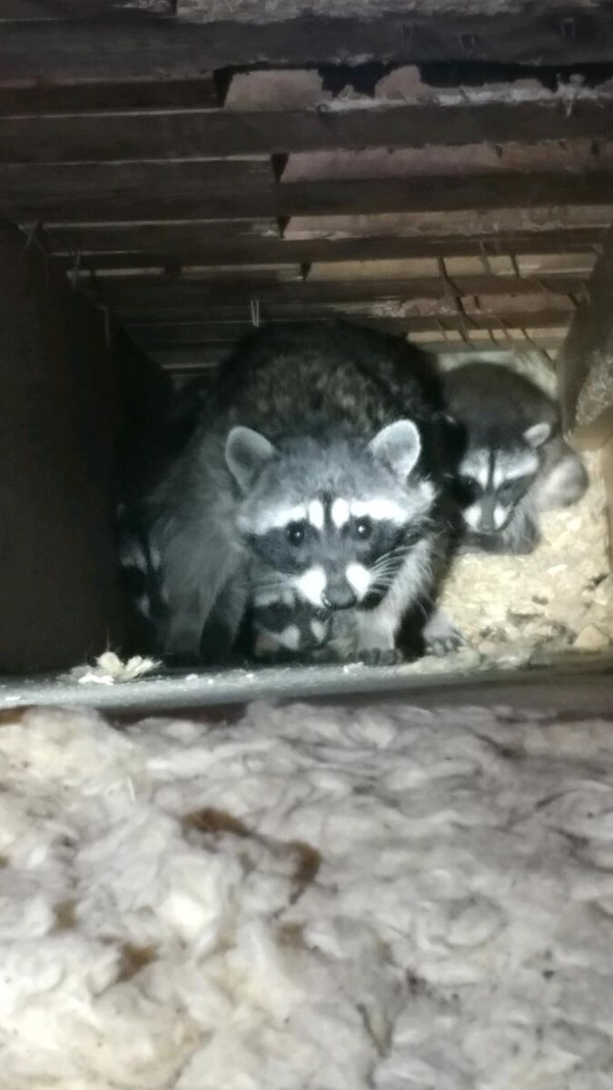 Images Trutech Wildlife Service