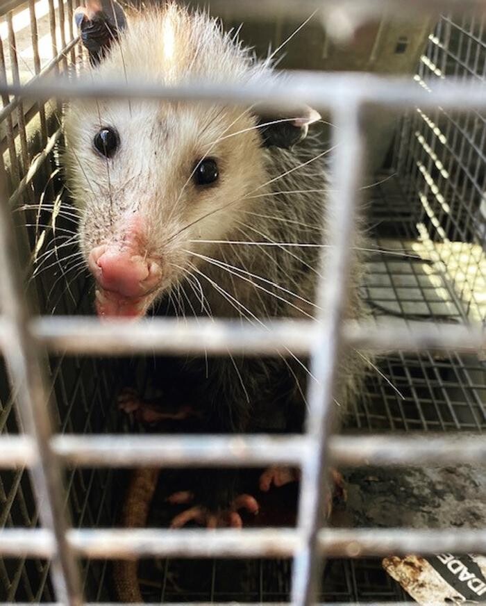 Images Trutech Wildlife Service