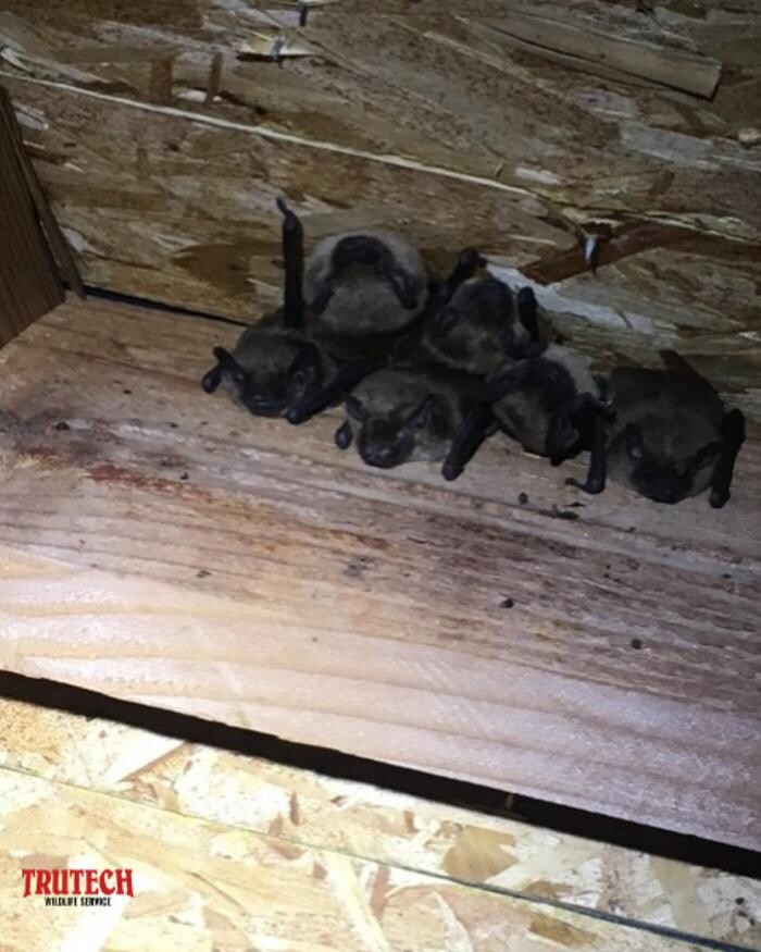 Images Trutech Wildlife Service