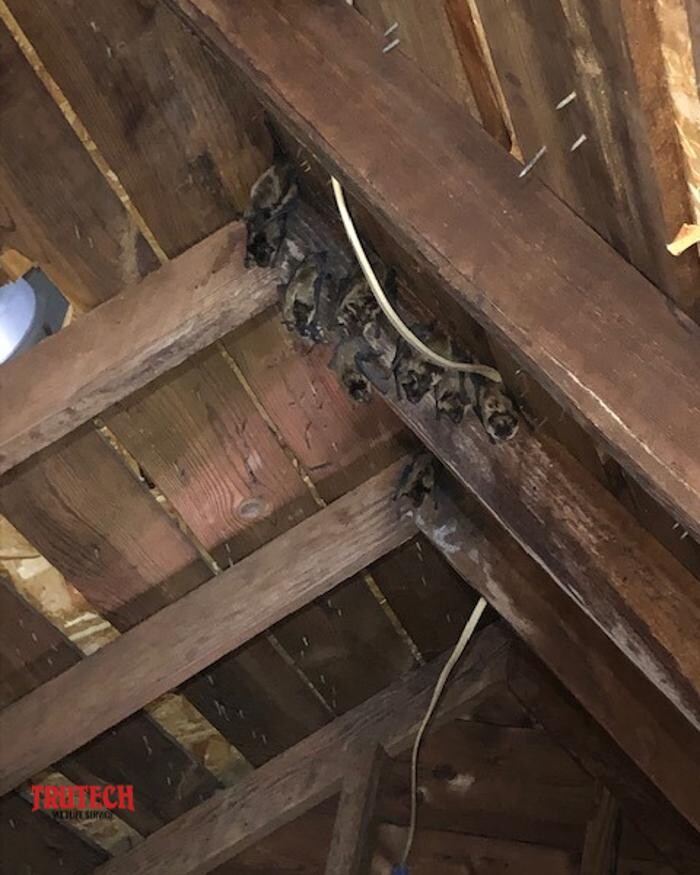 Images Trutech Wildlife Service