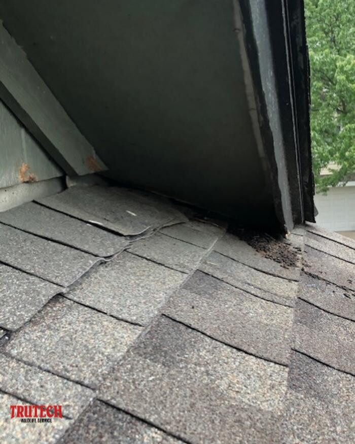 Images Trutech Wildlife Service