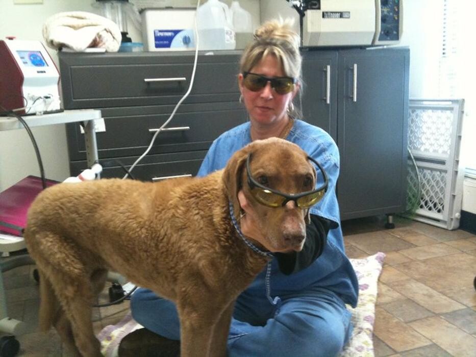 Images Clayton Animal Hospital