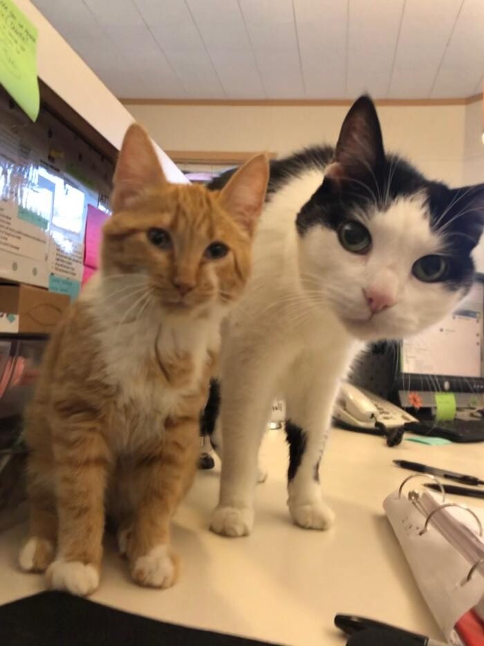 Images Highland's Pet Medical Clinic