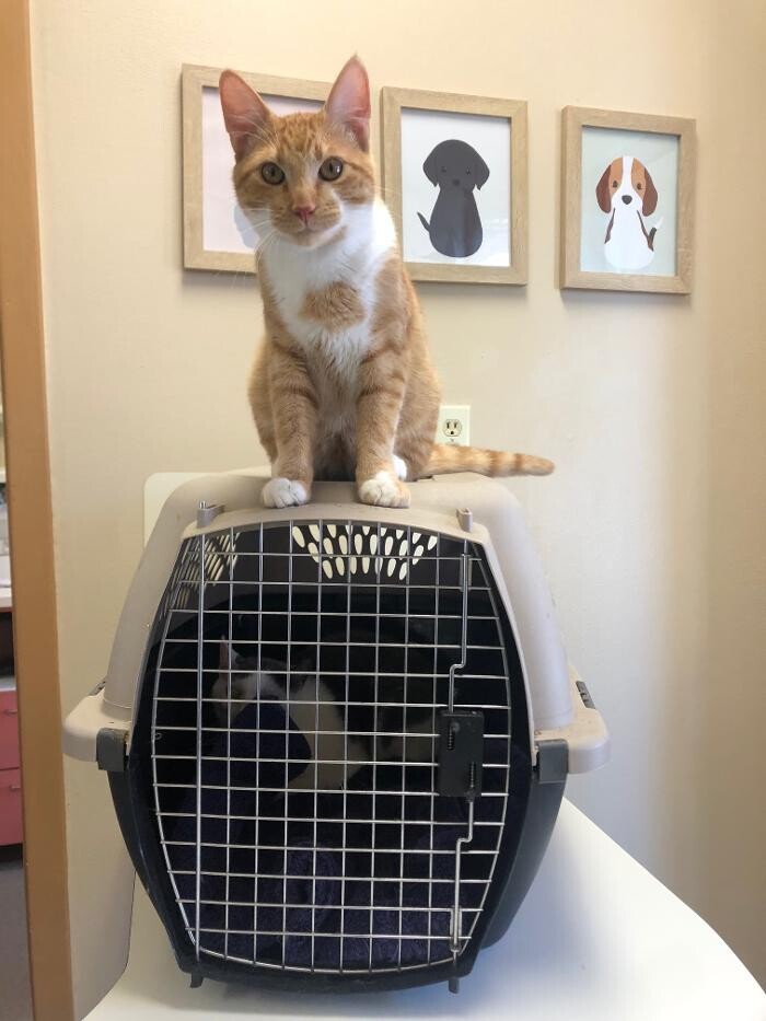 Images Highland's Pet Medical Clinic