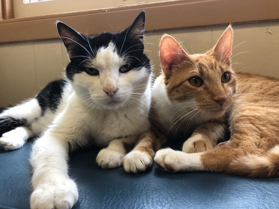 Images Highland's Pet Medical Clinic