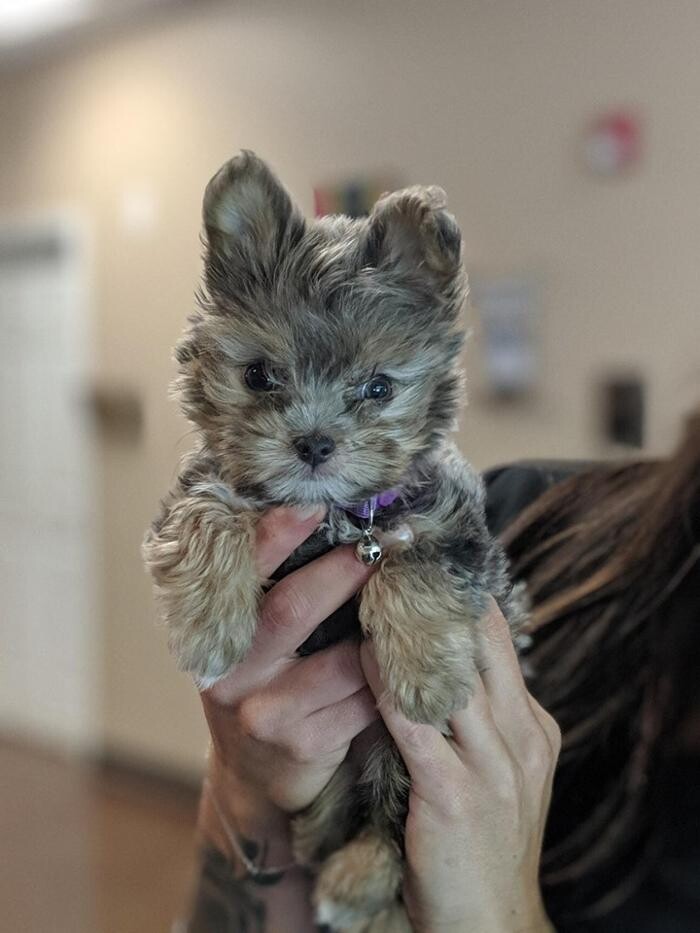 Images Spay Neuter Clinic of the Carolinas