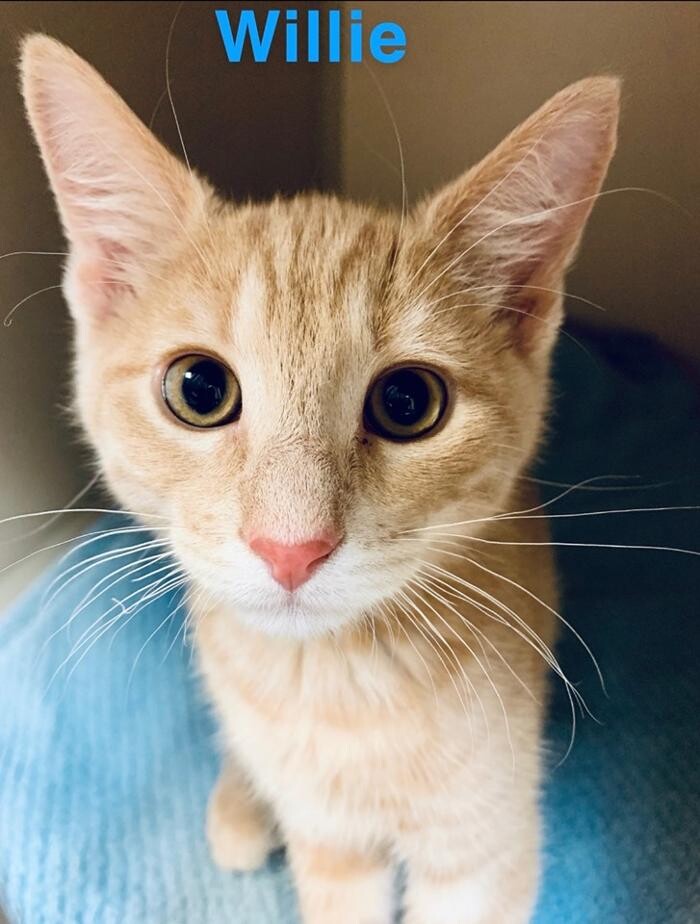 Images Spay Neuter Clinic of the Carolinas