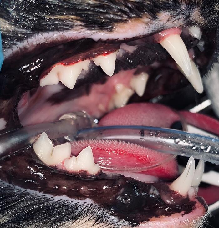Images Spay Neuter Clinic of the Carolinas
