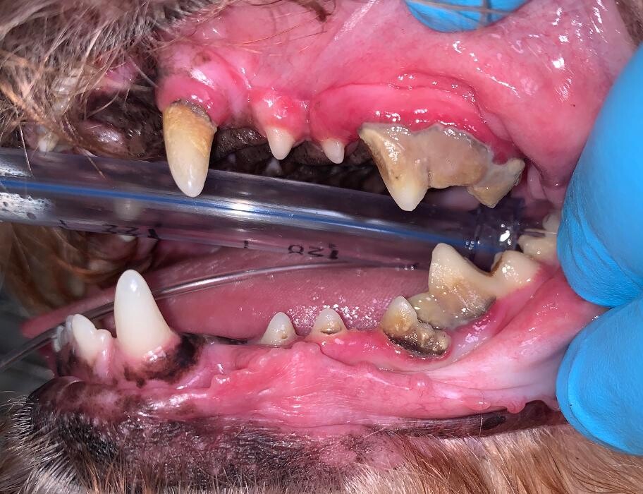Images Spay Neuter Clinic of the Carolinas