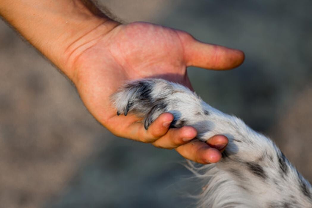 Images Spay Neuter Clinic of the Carolinas