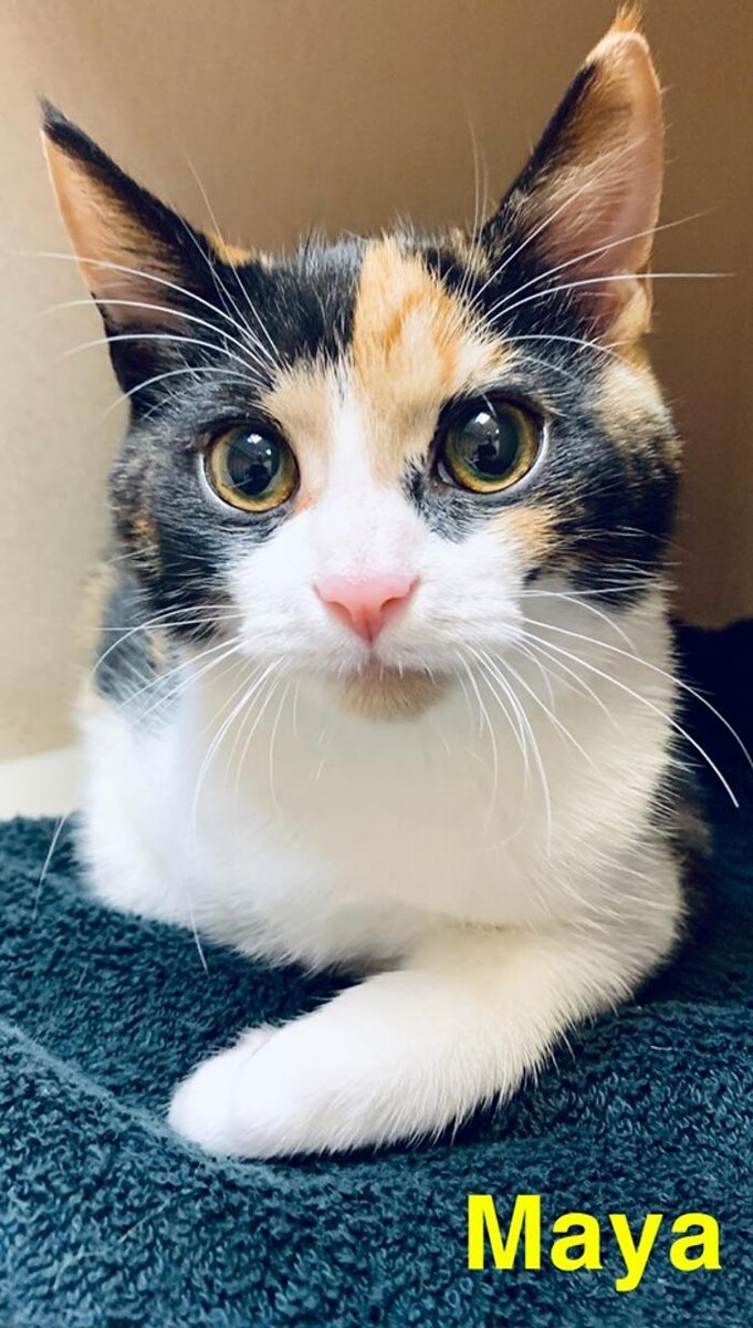 Images Spay Neuter Clinic of the Carolinas
