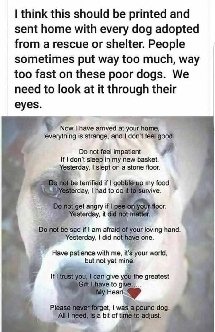 Images Spay Neuter Clinic of the Carolinas