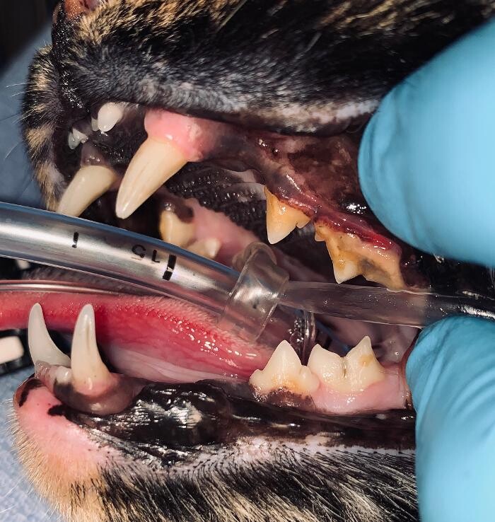 Images Spay Neuter Clinic of the Carolinas