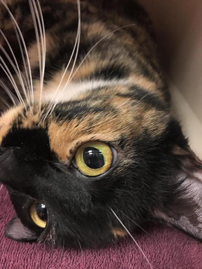 Images Spay Neuter Clinic of the Carolinas