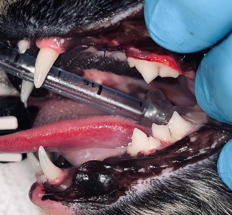 Images Spay Neuter Clinic of the Carolinas