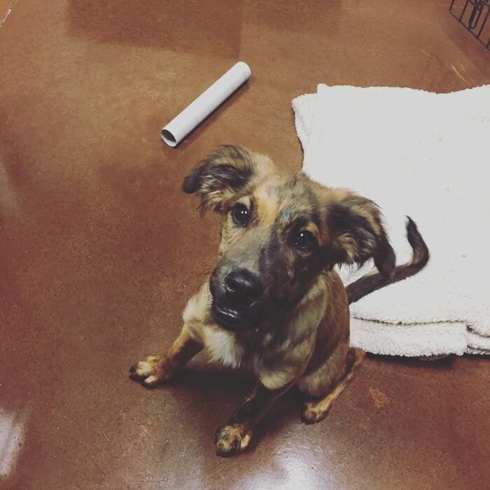Images Spay Neuter Clinic of the Carolinas