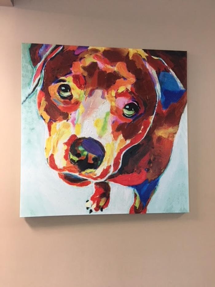 Images Spay Neuter Clinic of the Carolinas
