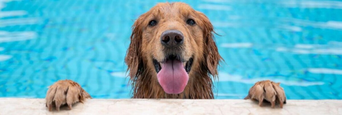 Images Preston Animal Hospital