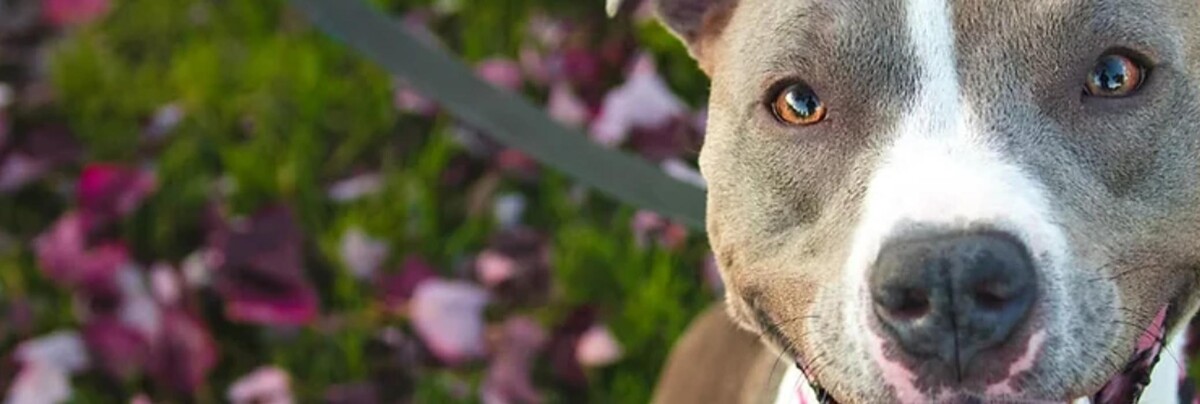 Images Meyer Veterinary Clinic