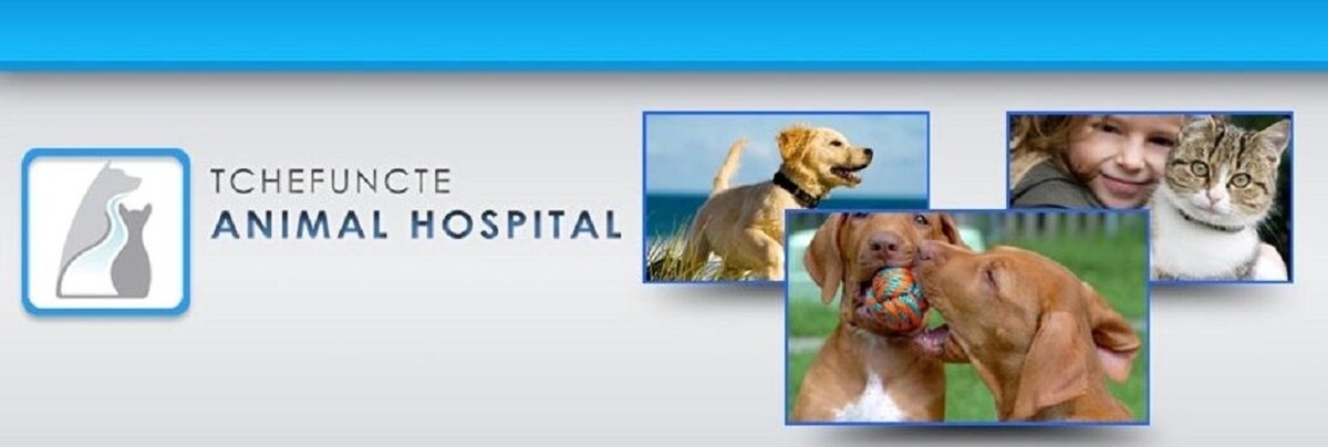 Images Tchefuncte Animal Hospital