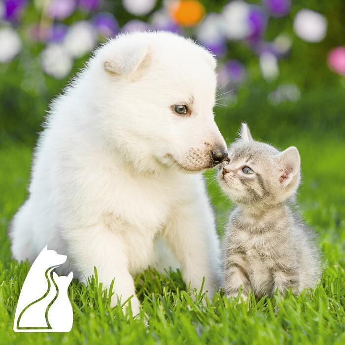 Images Tchefuncte Animal Hospital