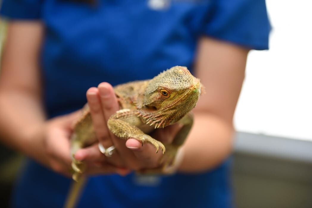 Images Tchefuncte Animal Hospital