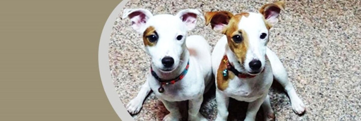 Images All Creatures Veterinary Clinic & Lodge