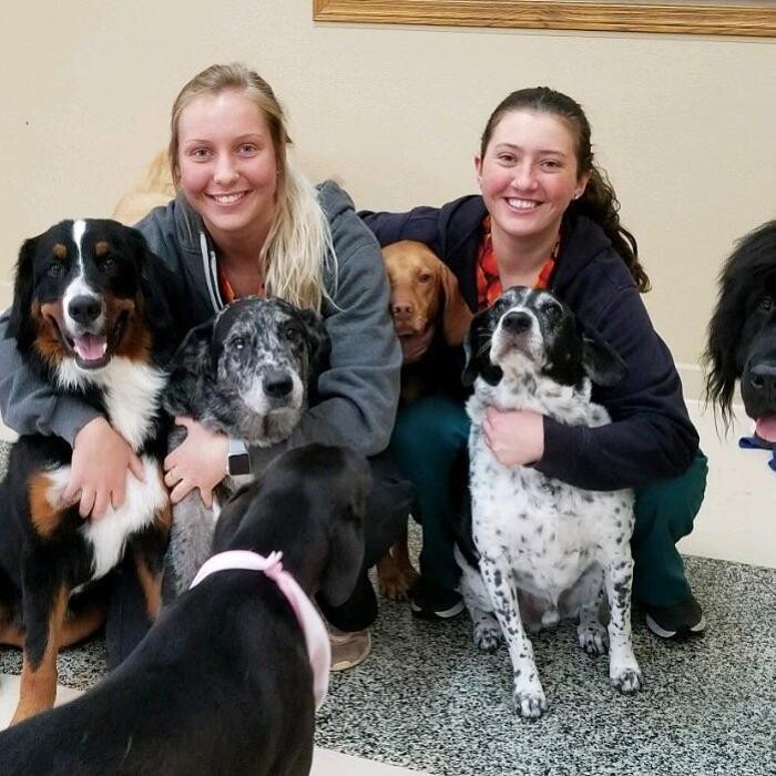 Images All Creatures Veterinary Clinic & Lodge