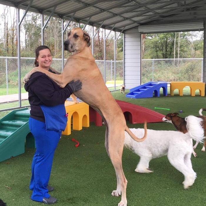 Images All Creatures Veterinary Clinic & Lodge