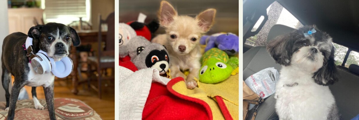 Images Winchester Pet Care Center