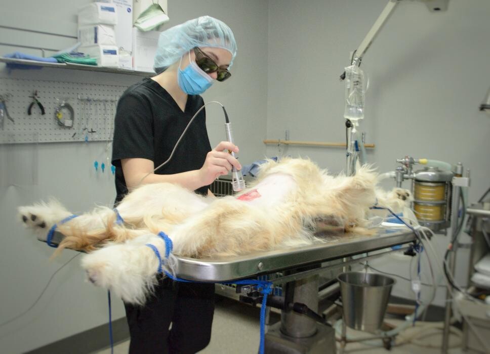 Images Winchester Pet Care Center