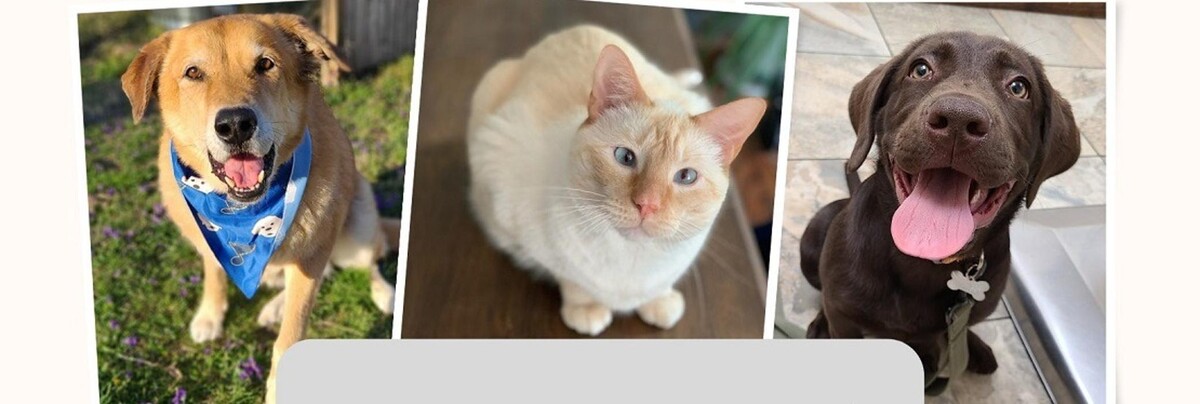 Images My Vet Animal Clinic